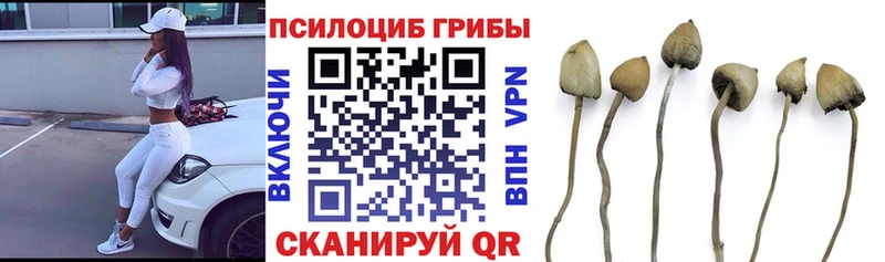 где купить   Куйбышев  Псилоцибиновые грибы ЛСД 